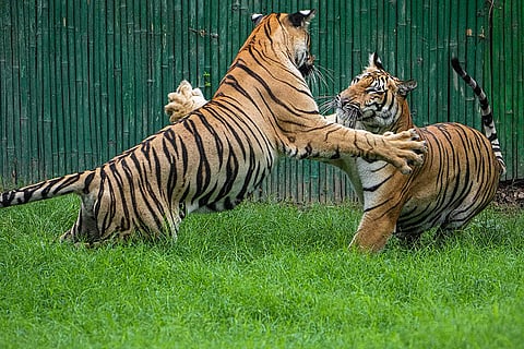Tiger at Delhi Zoo